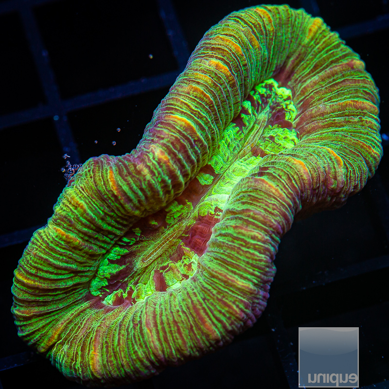 U Trachyphyllia 119 72.JPG