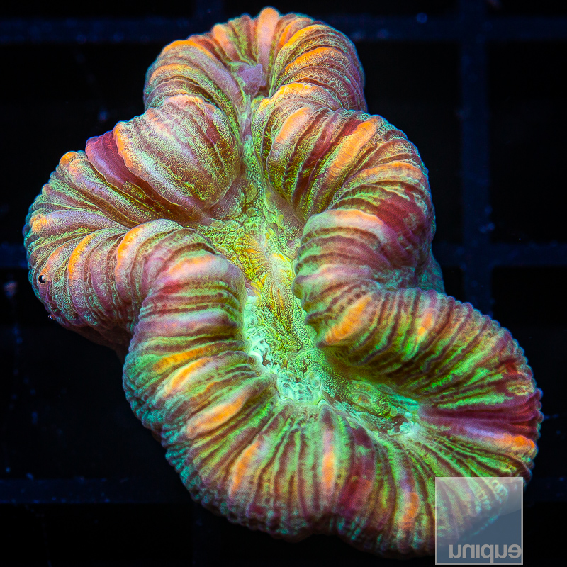 U Trachyphyllia 129 82.JPG