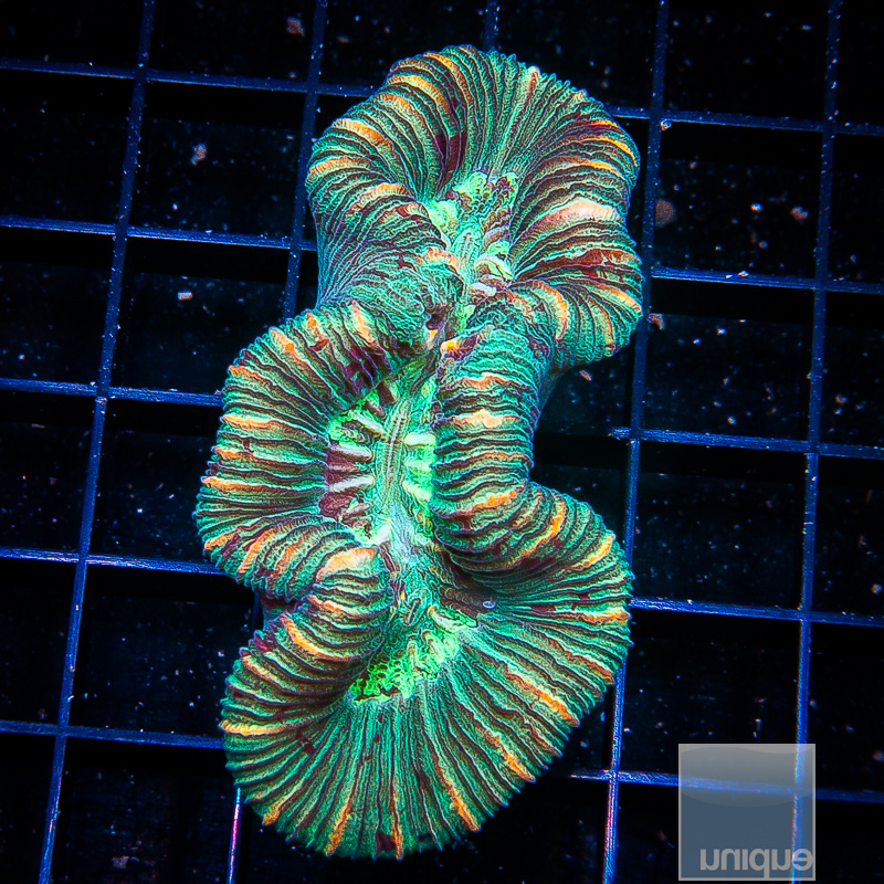 U Trachyphyllia 59 35.JPG