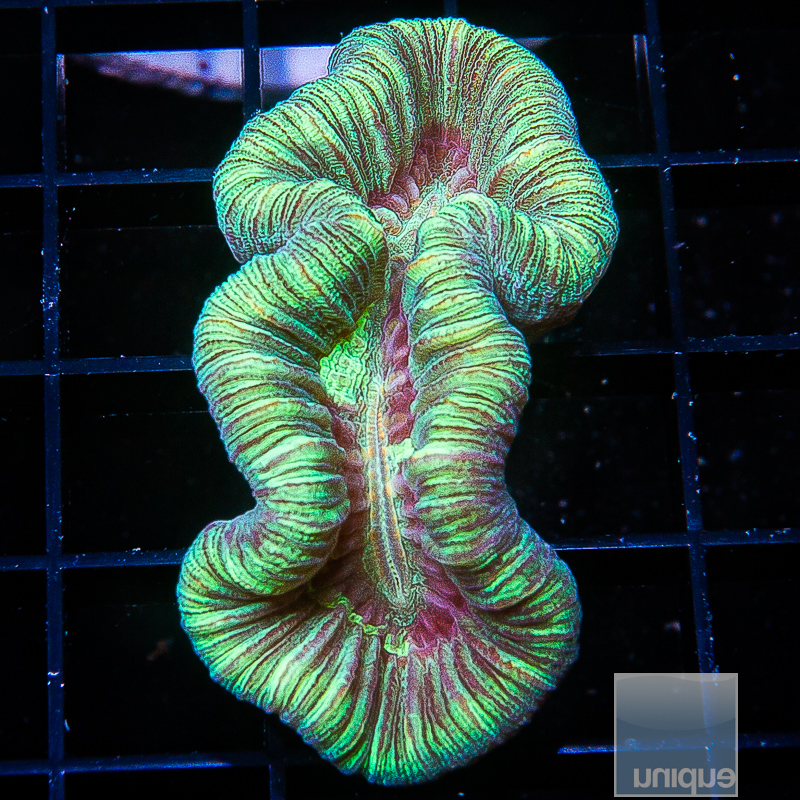 U Trachyphyllia 99 65.JPG