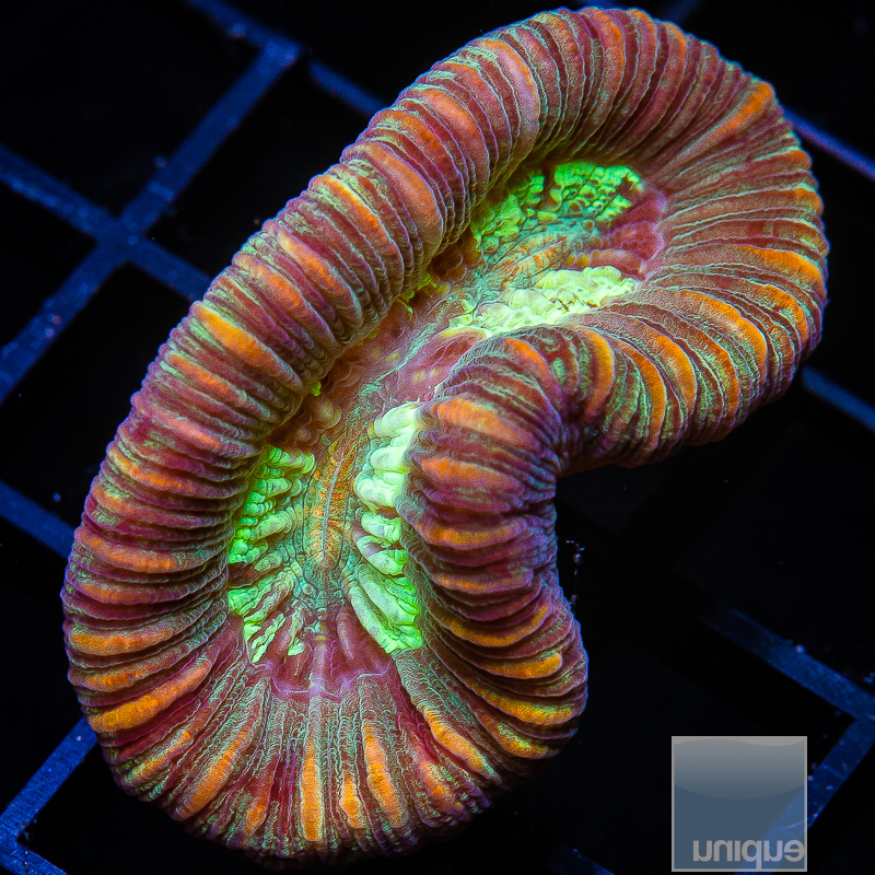 U Trachyphyllia 99 70.JPG