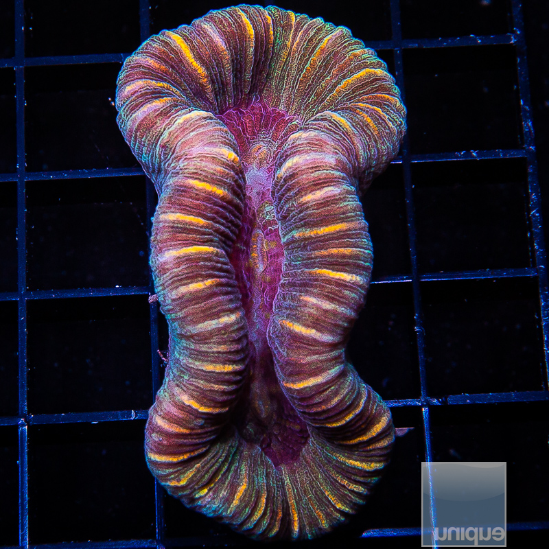 U Trachyphyllia 99 72.JPG