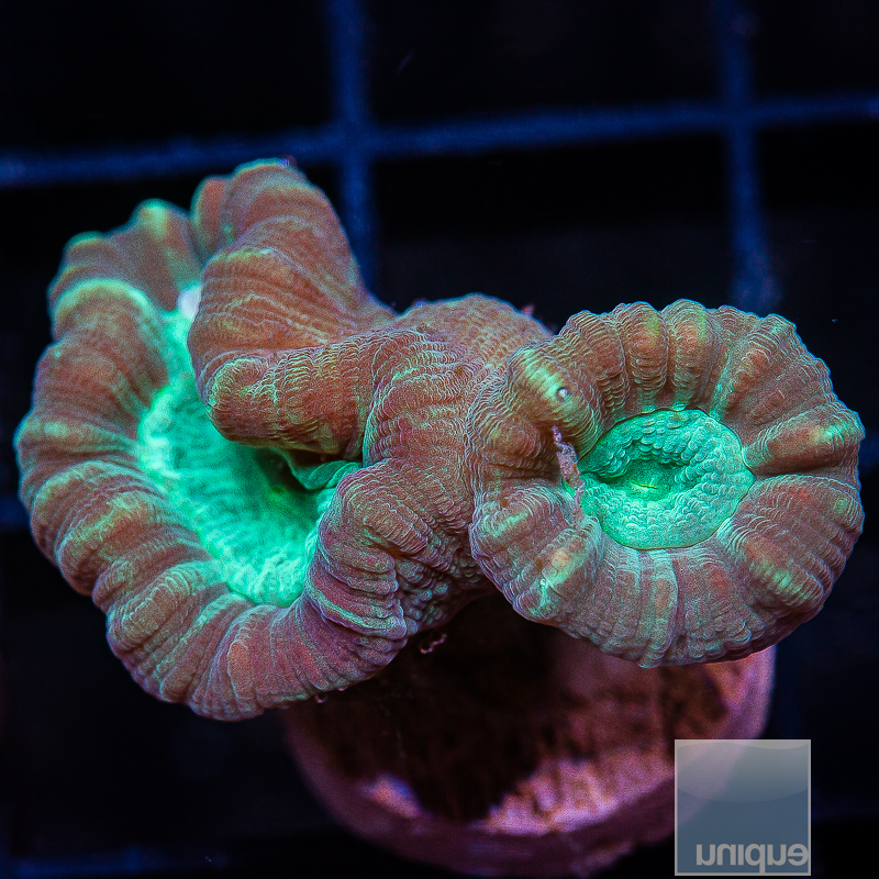 U Trumpet Coral 29 10.JPG