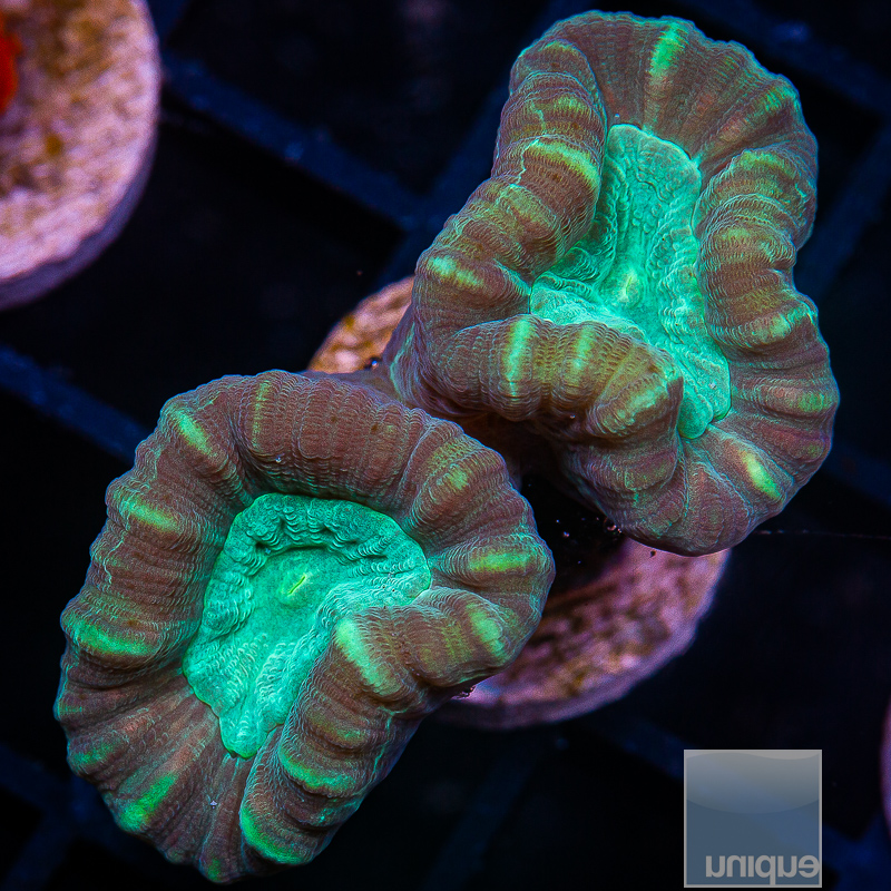 U Trumpet Coral 39 20.JPG