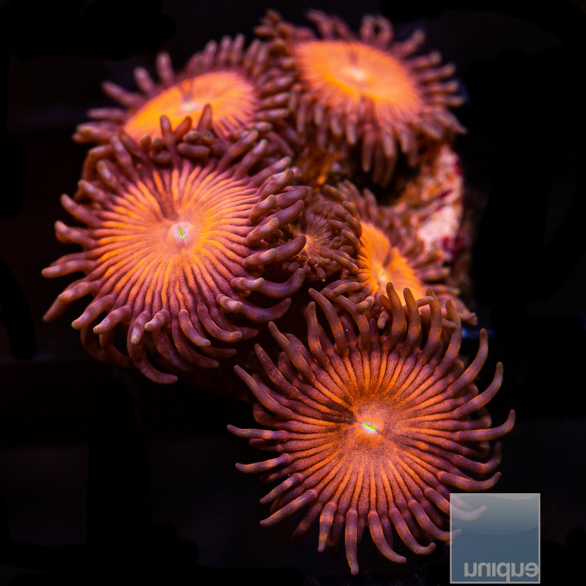 U Zoanthid 29 16.JPG