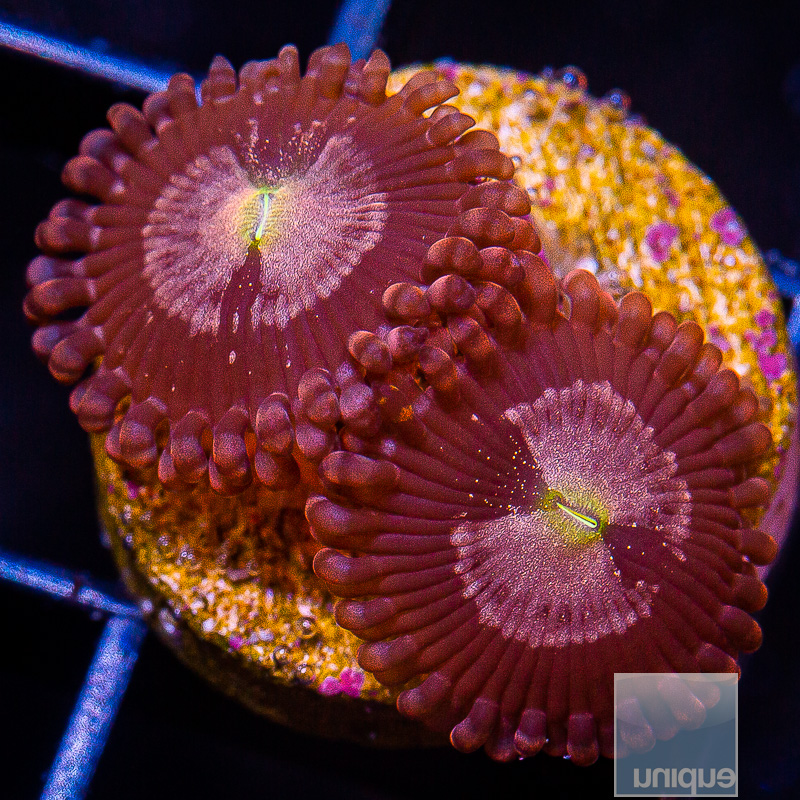 U Zoanthid 32 10.JPG