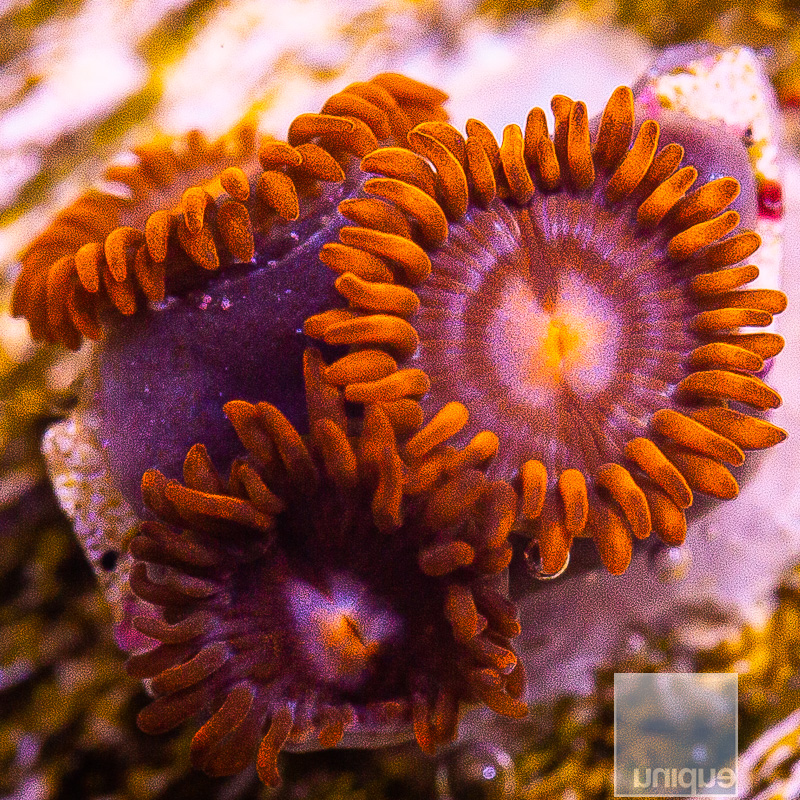 U Zoanthid 39 10.JPG