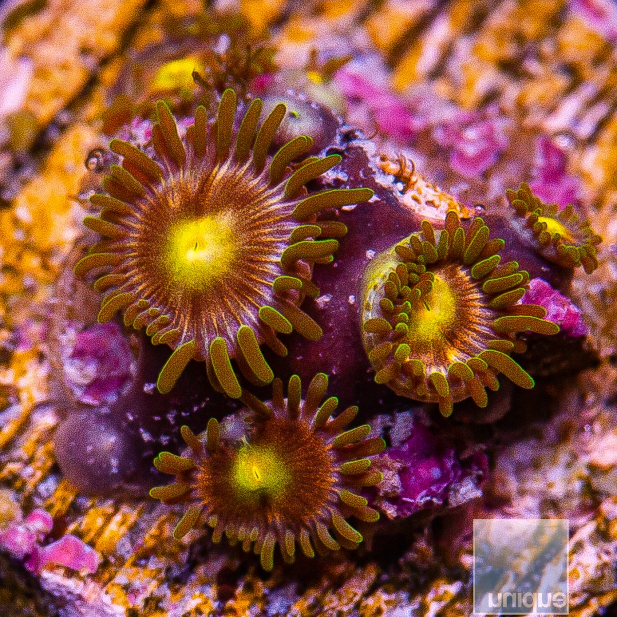 U Zoanthid 39 12.JPG