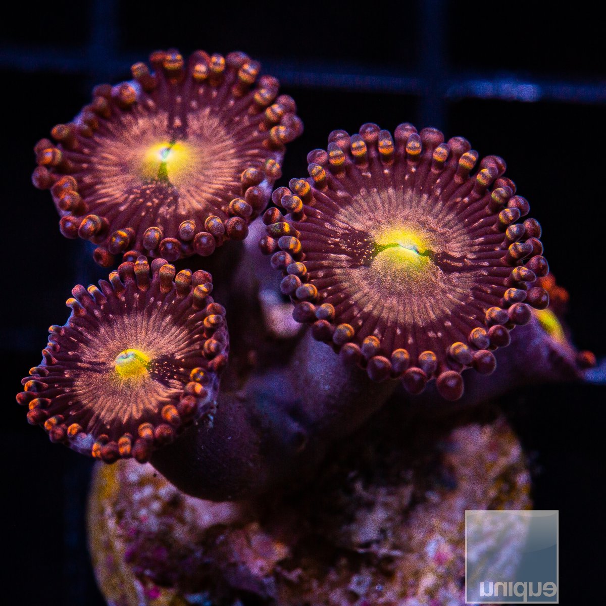 U Zoanthid 39 24.JPG