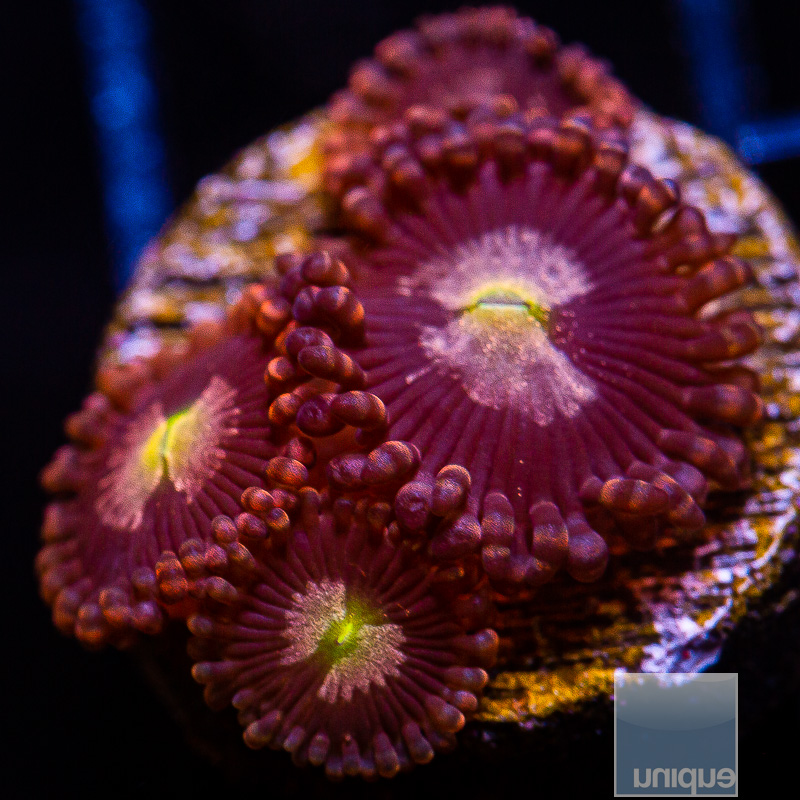 U Zoanthid 45 16.JPG