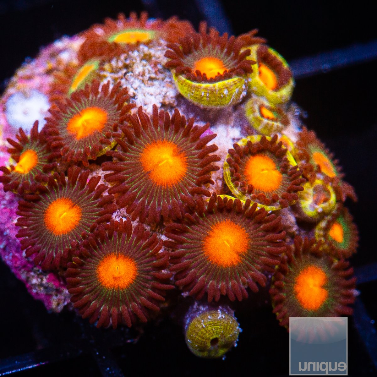 U Zoanthid 59 26.JPG