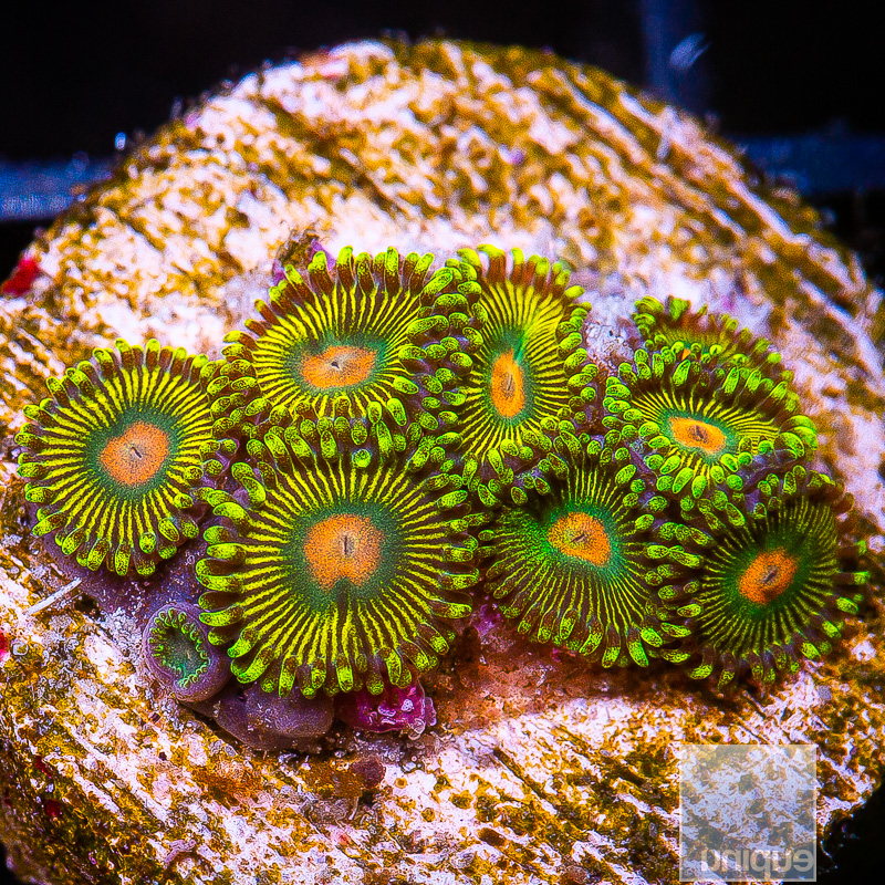 U Zoanthid 69 36.JPG