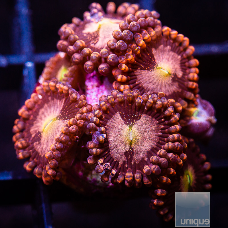 U Zoanthid 89 46.JPG