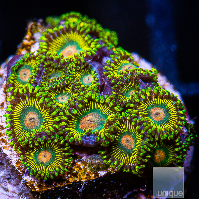 U Zoanthid 99 36.JPG