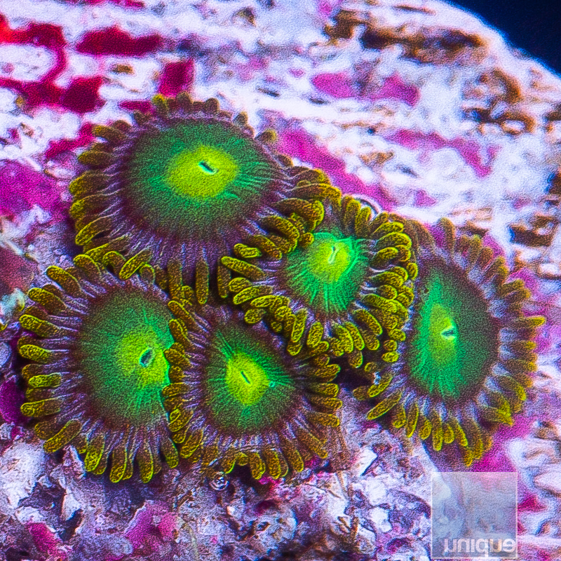 U Zoanthids 29 10.JPG