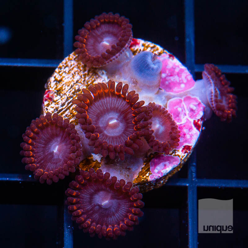 U Zoanthids 29 23.jpg