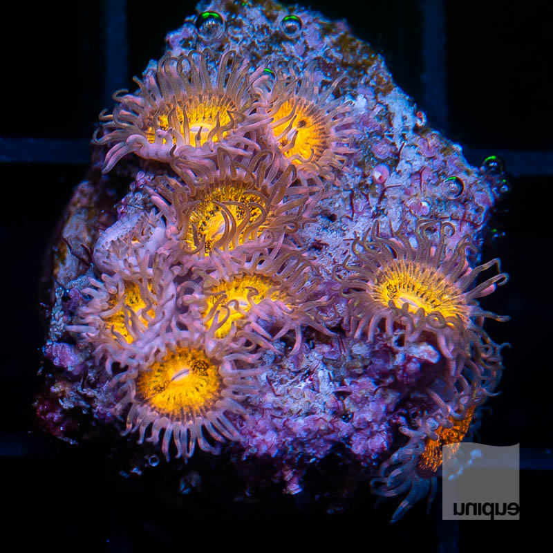 U Zoanthids 79 56.jpg