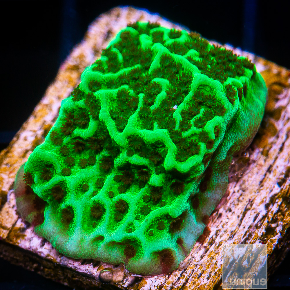 UC Alpine Montipora 34 10.JPG