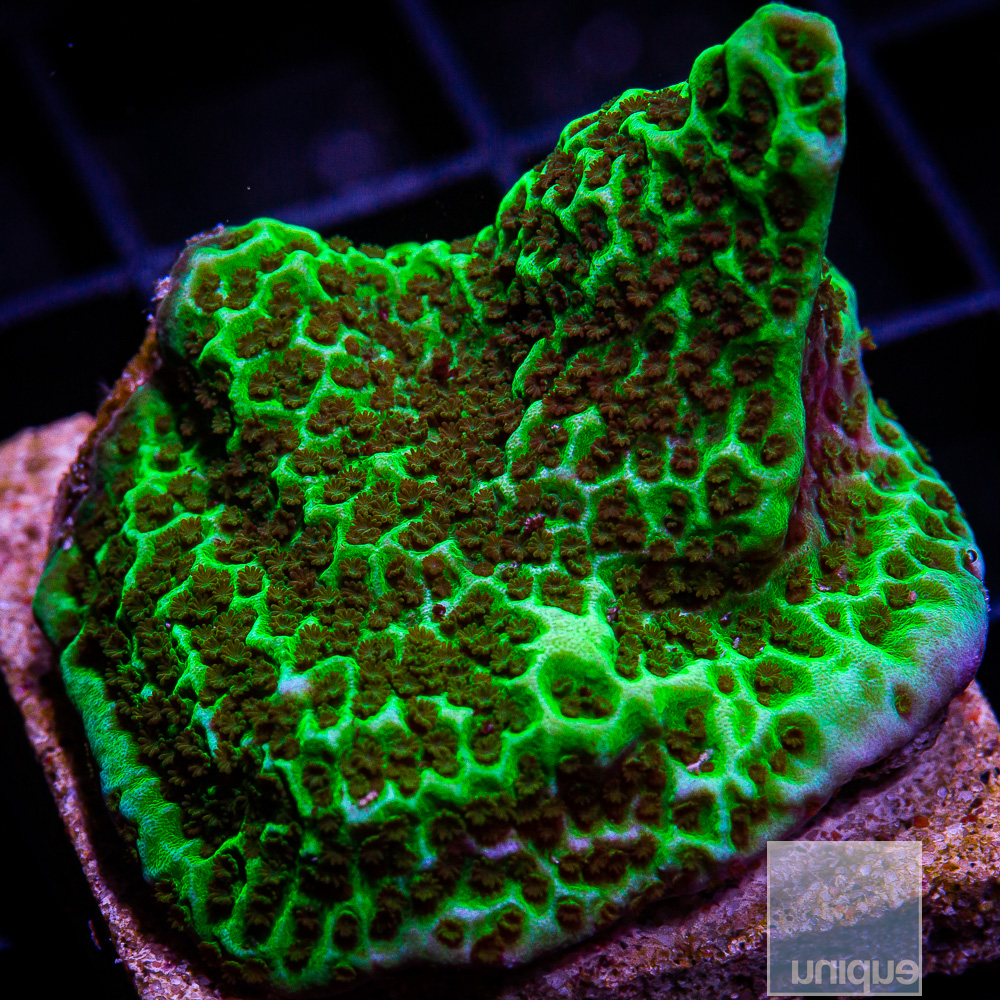 UC Alpine Montipora 34 10.JPG