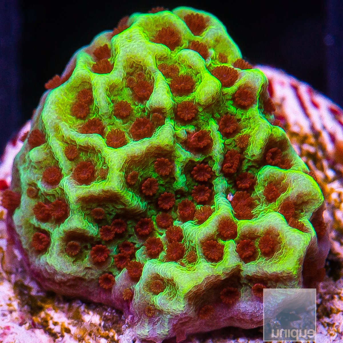 UC Alpine Montipora 44 26.JPG