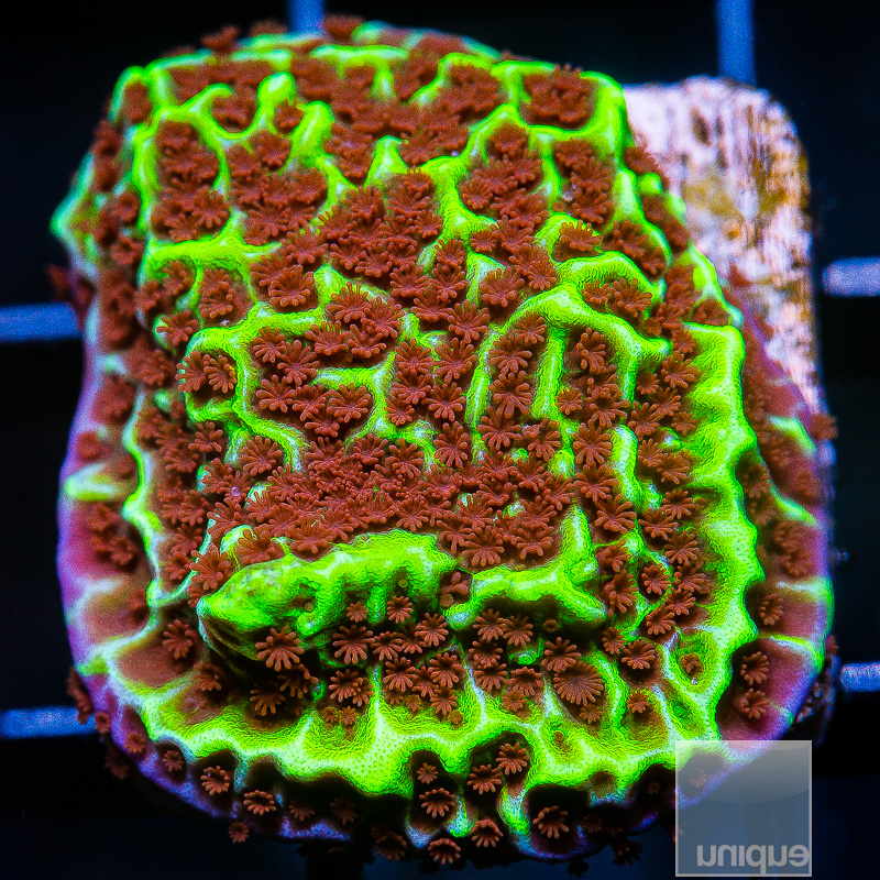 UC Alpine Montipora 59 36.JPG