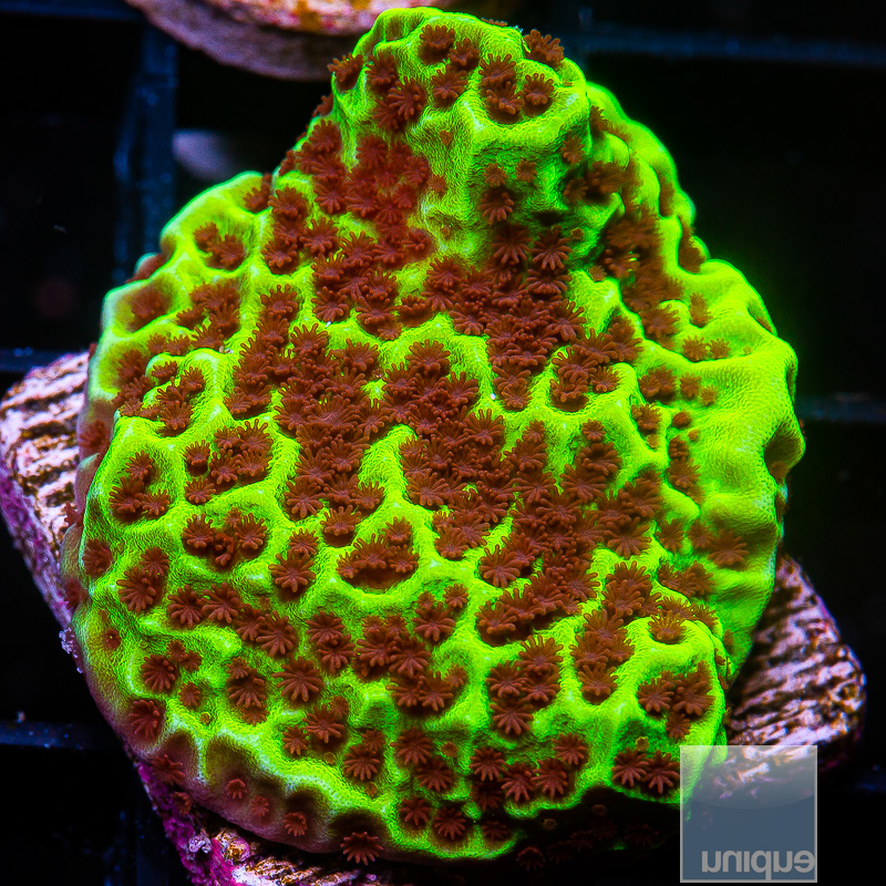 UC Alpine Montipora 59 36.JPG