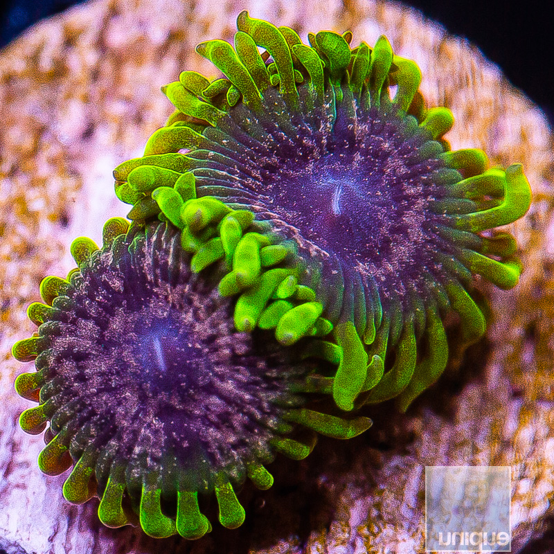 UC Atmosphere Zoanthid 139 65.JPG