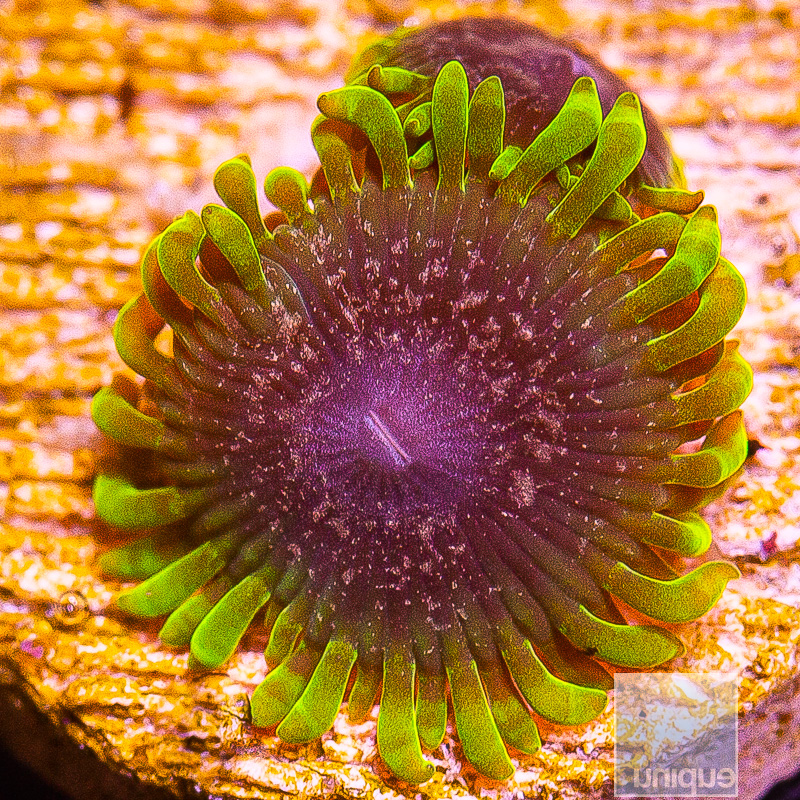 UC Atmosphere Zoanthid 139 72.JPG