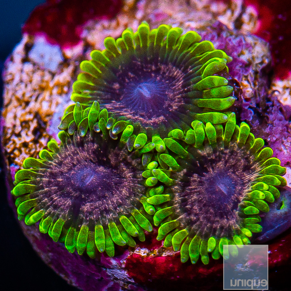 UC Atmosphere Zoanthid 179 114.JPG