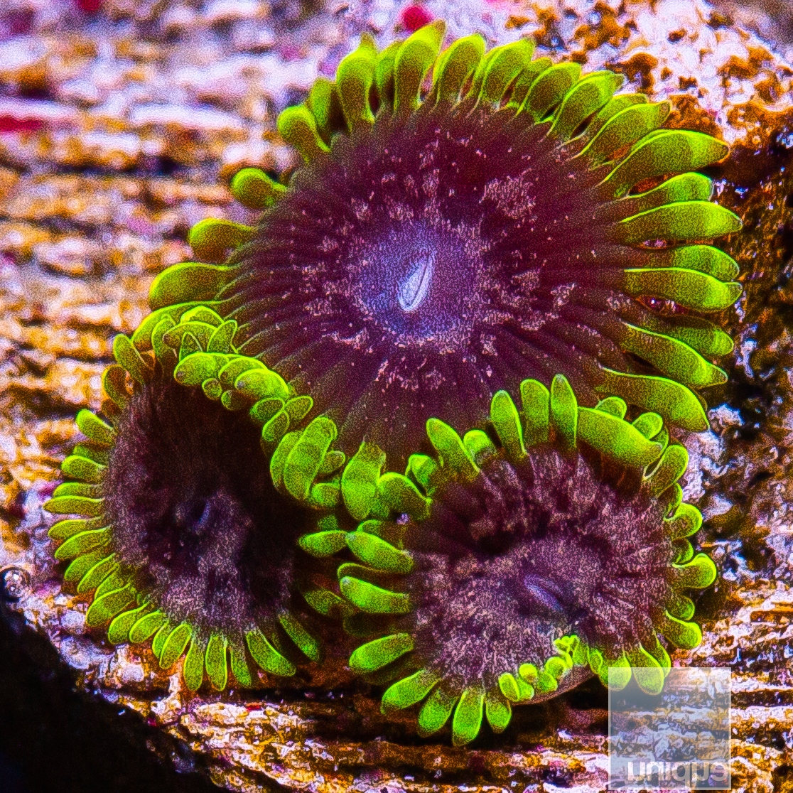 UC Atmosphere Zoanthid 179 80.JPG