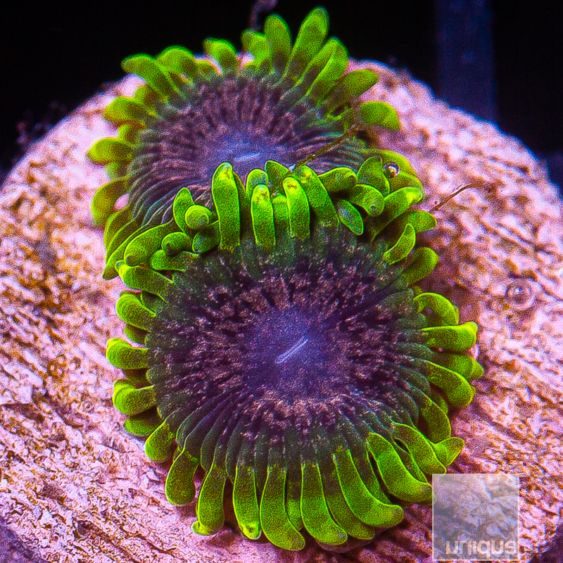 UC Atmosphere Zoanthid 189 80.JPG