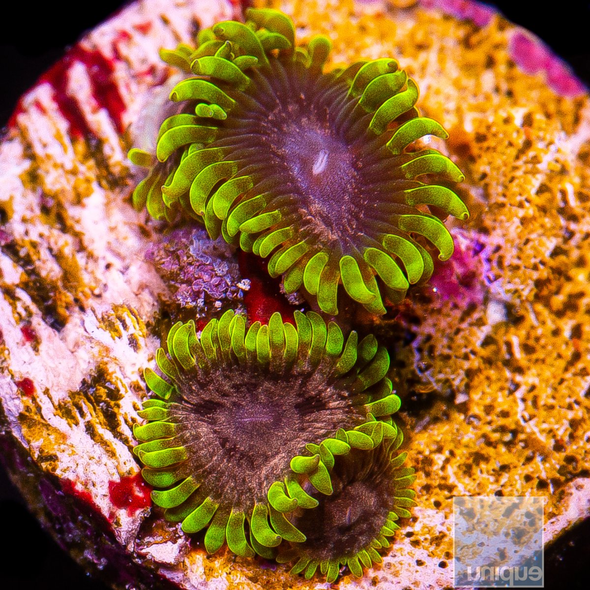 UC Atmosphere Zoanthid 209 113.JPG