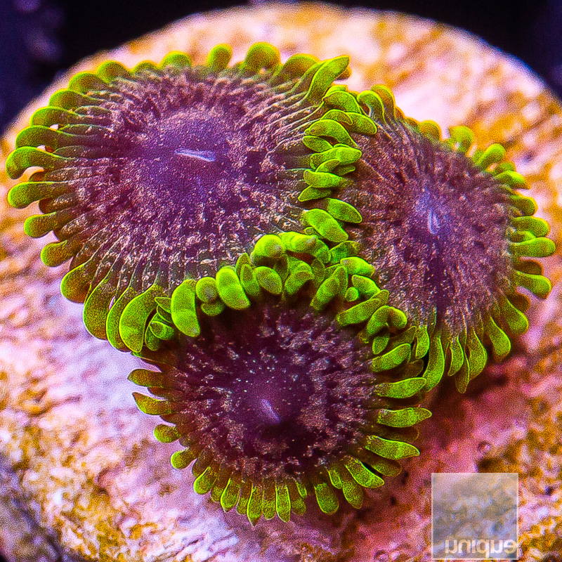 UC Atmosphere Zoanthid 219 116.JPG