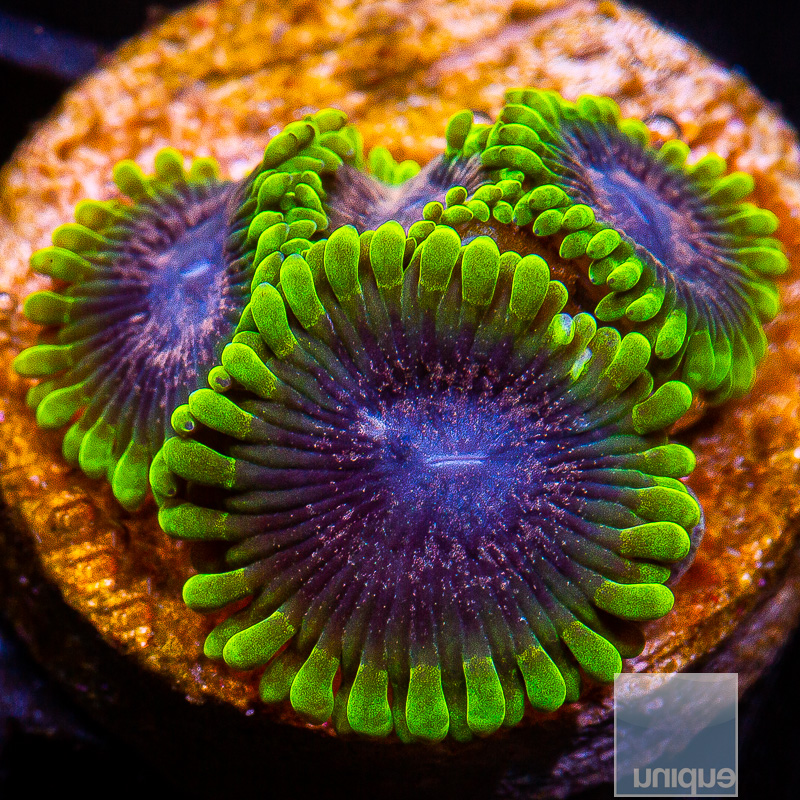 UC Atmosphere Zoanthid 229 116.JPG