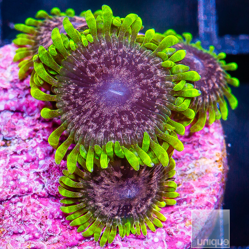 UC Atmosphere Zoanthid 239 100.JPG