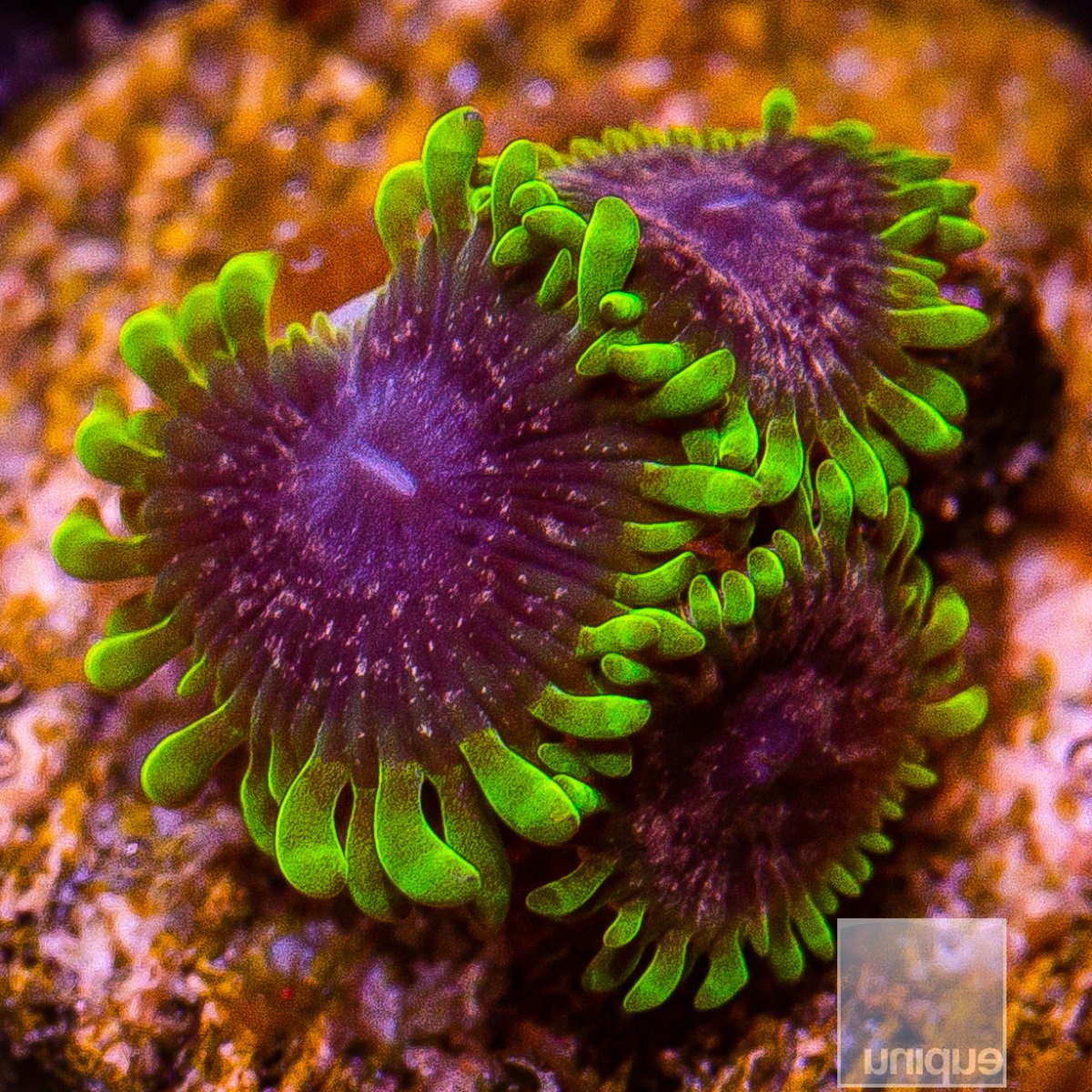 UC Atmosphere Zoanthid 239 115.JPG