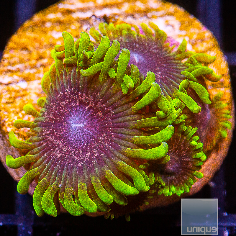 UC Atmosphere Zoanthid 279 130.JPG