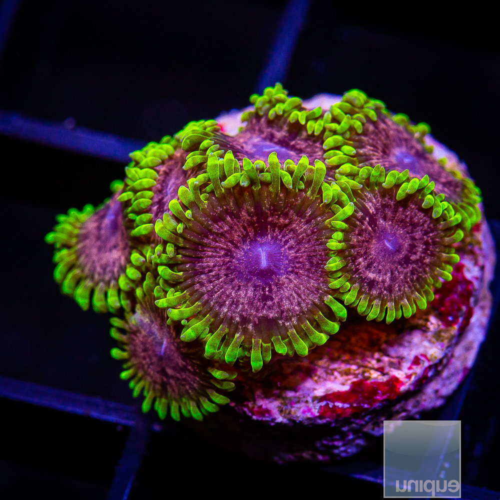 UC Atmosphere Zoanthid 299 100.JPG