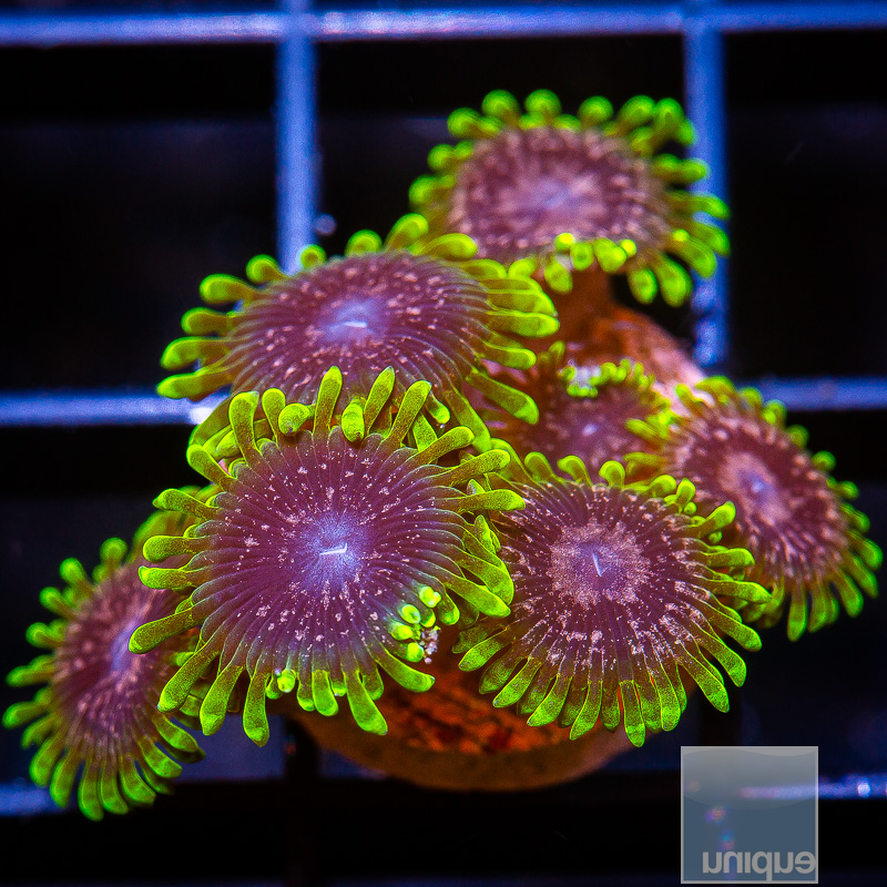 UC Atmosphere Zoanthid 349 160.JPG