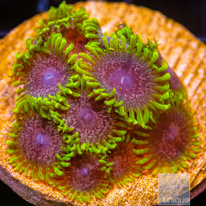 UC Atmosphere Zoanthid growout 799 450.JPG