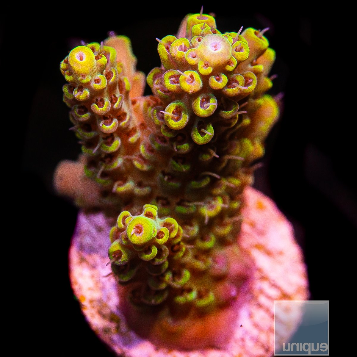 UC Beehive Acropora 79 54.JPG