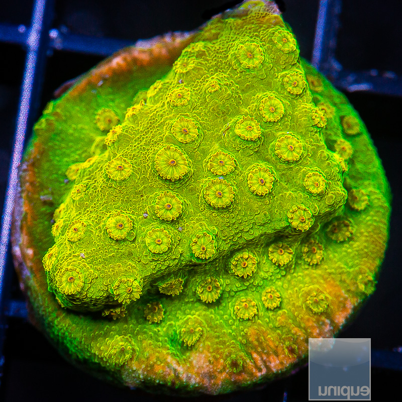 UC Big Bird Cyphastrea 44 22.JPG