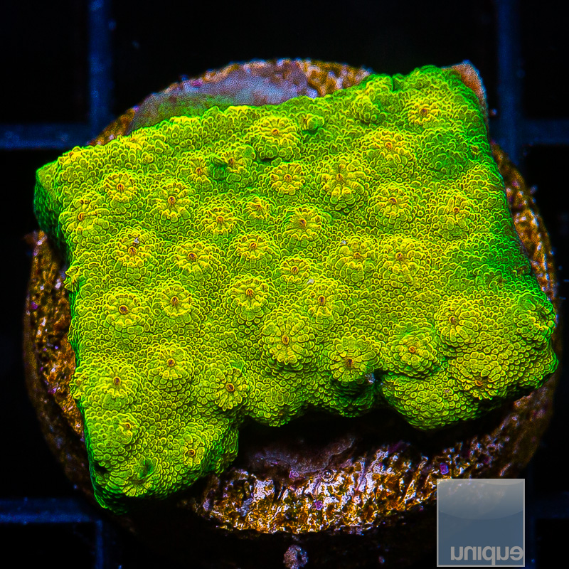 UC Big Bird Cyphastrea 59 24.JPG