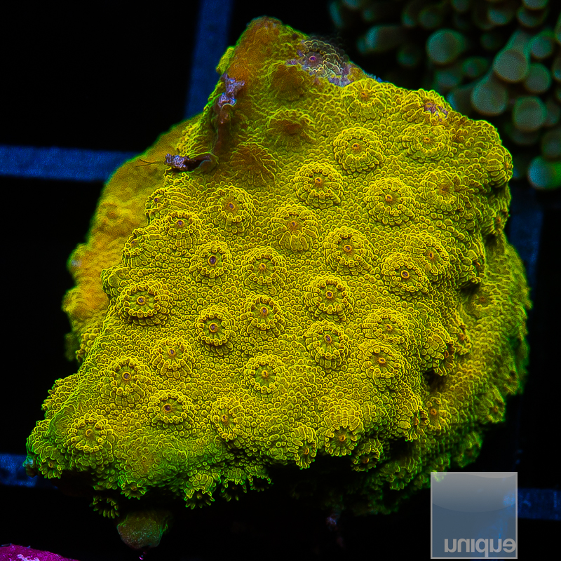 UC Big Bird Cyphastrea 59 36.JPG