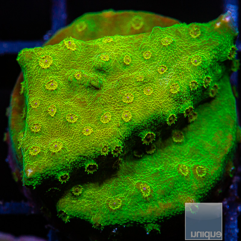 UC Big Bird Cyphastrea 69 46.JPG