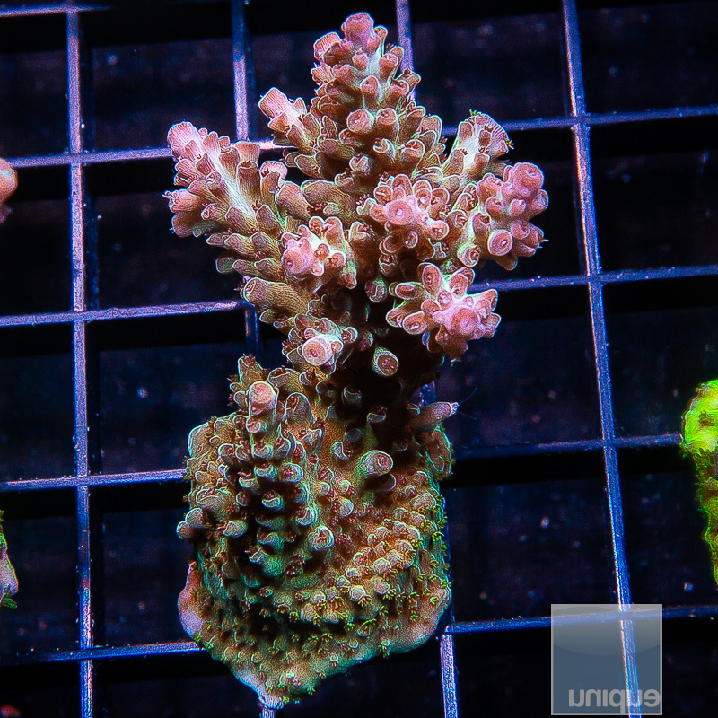 UC Blue Dragon Acropora chunk 199 116.JPG