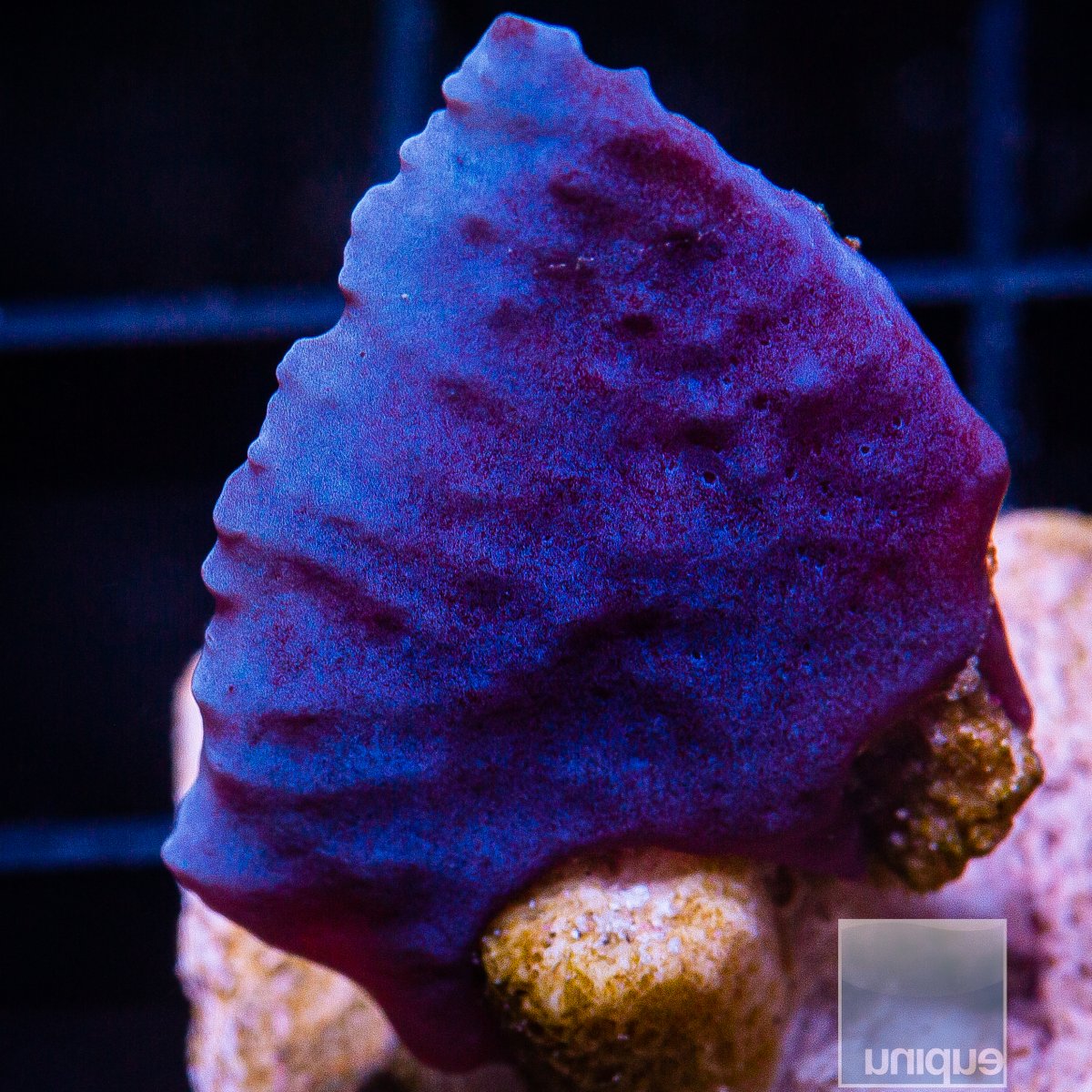 UC Blue Plating Sponge 39 16.JPG