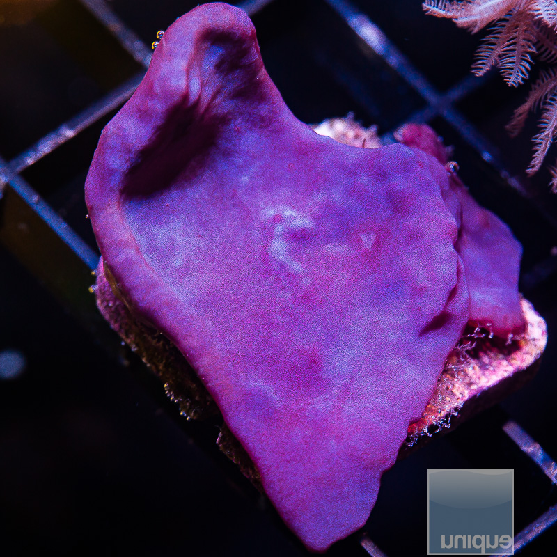 UC Blue Plating Sponge 44 22.JPG