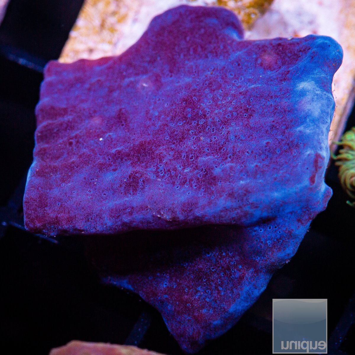 UC Blue Plating Sponge 49 25.JPG