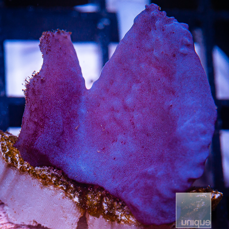 UC Blue Plating Sponge 59 26.JPG